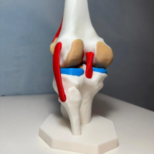 Modèle Anatomique – Articulation du Genou